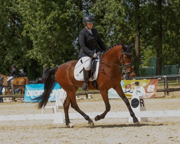 Dressurpferd Dawino MF (Deutsches Reitpony, 2020, von D-Power AT)