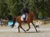 dressage horse Dawino MF (German Riding Pony, 2020, from D-Power AT)