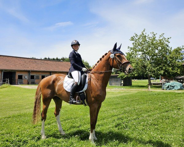 jumper Cookies Crumble (Zangersheide riding horse, 2019, from Copycat Z)