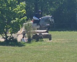 dressage horse Ashwood Gatsby (Irish Sport Horse, 2016, from Dinan Danny)