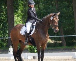 dressage horse Valentino 372 (Danish Warmblood, 2009, from Blue Hors Rosoff)