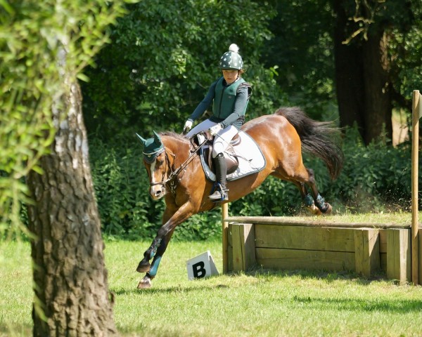 jumper Kenny 56 (German Riding Pony, 2008, from Kennedy WE)