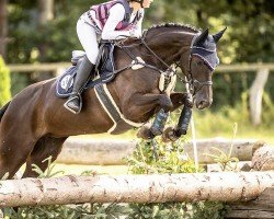 jumper Skadera (Hanoverian, 2013, from Stolzenberg)