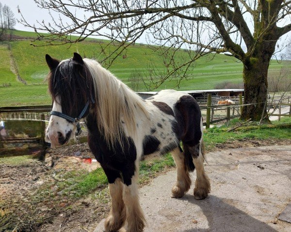 horse Felix (Tinker / Irish Cob / Gypsy Vanner, 2017)