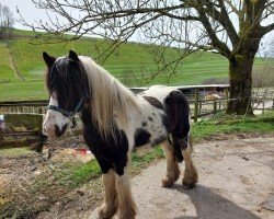 Pferd Felix (Tinker / Irish Cob / Gypsy Vanner, 2017)