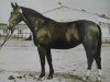 broodmare Elektra (Heavy Warmblood, 1963, from Lotse Mo 1067)