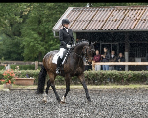 dressage horse Rudi 306 (Oldenburg, 2007, from Rosentanz)