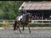 dressage horse Rudi 306 (Oldenburg, 2007, from Rosentanz)