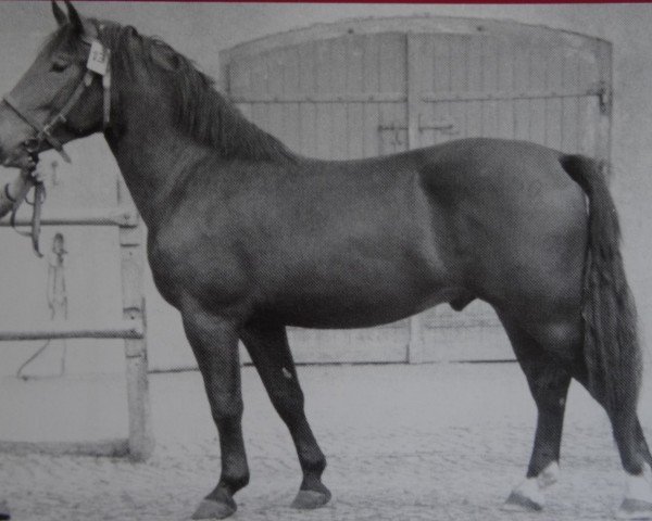 Deckhengst Lordo Mo 1000 (Schweres Warmblut, 1950, von Lordus Mo 432)