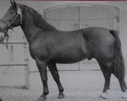 Deckhengst Lordo Mo 1000 (Schweres Warmblut, 1950, von Lordus Mo 432)