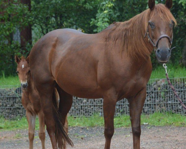 Zuchtstute LR Fast And Furious (Quarter Horse, 2009)