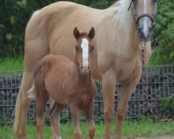 Zuchtstute Lancers Buena Malbec (Quarter Horse, 2003)