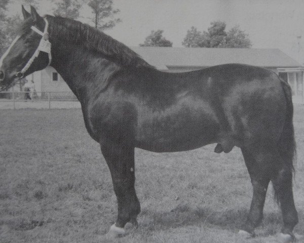 stallion Lothar Mo 1115 (Heavy Warmblood, 1956, from Lotse Mo 1067)