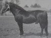 stallion Lothar Mo 1115 (Heavy Warmblood, 1956, from Lotse Mo 1067)