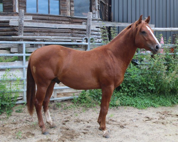 Pferd Duke Fashion N Cash (Quarter Horse, 2022)