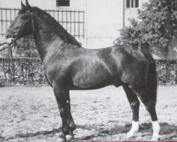 stallion Gral 407 (Heavy Warmblood, 1944, from Gerold ll SN 548)