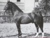 stallion Gral 407 (Heavy Warmblood, 1944, from Gerold ll SN 548)