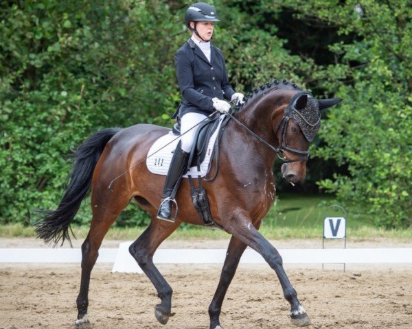 dressage horse Feine Heidi (Oldenburg, 2019, from Fürst Wilhelm)