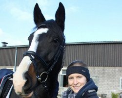 dressage horse Casablanca G (Zweibrücken, 2010, from Clintaro)