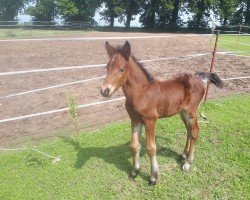 foal by Castles Connor (Connemara Pony, 2024, from Castle Emperor)