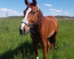 dressage horse First Time 29 (Hanoverian, 2018, from Fürsten-Look)