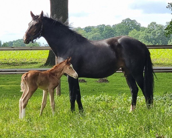 foal by Sir Siegfried WF (Westphalian, 2024, from Sir Heinrich OLD)