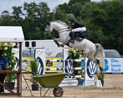 jumper Claus 76 (Oldenburg show jumper, 2016, from Chatender)