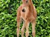 dressage horse Hengst von Diamantenglanz (Westphalian, 2024, from Diamantenglanz)