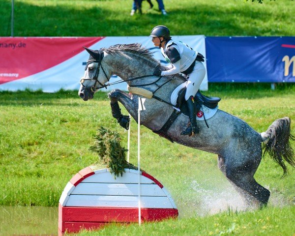 Springpferd Coraleen (Oldenburger, 2015, von Corratus)