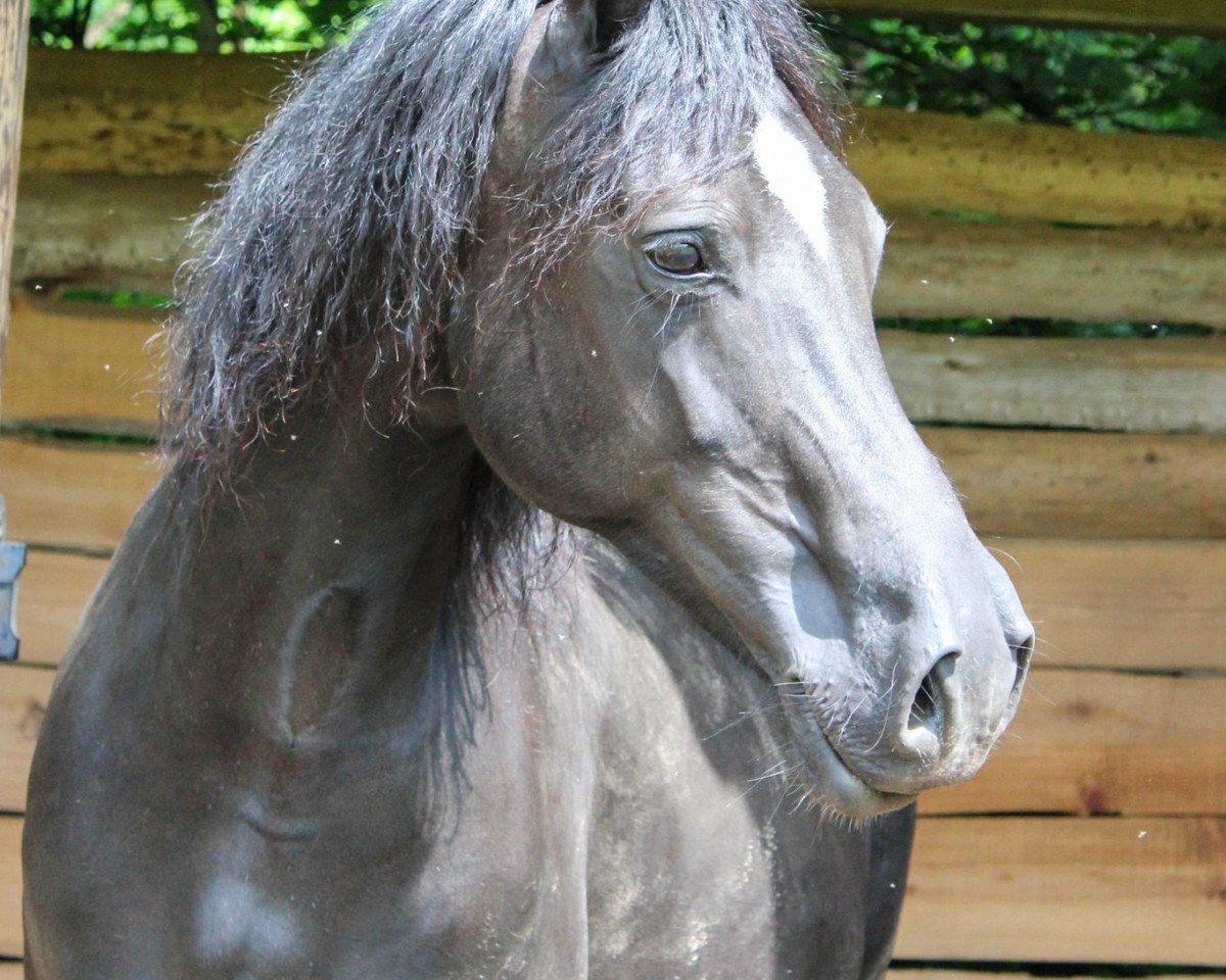 broodmare Crumpwell Springsong (Welsh-Cob (Sek. D), 2010, from Coednewydd Eldorado)