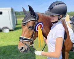 dressage horse Contrast S (German Riding Pony, 2003, from Notre Beau)