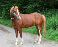 broodmare River Geranium Queen (Welsh-Cob (Sek. C), 2013, from Tremymor Sir Geraint)