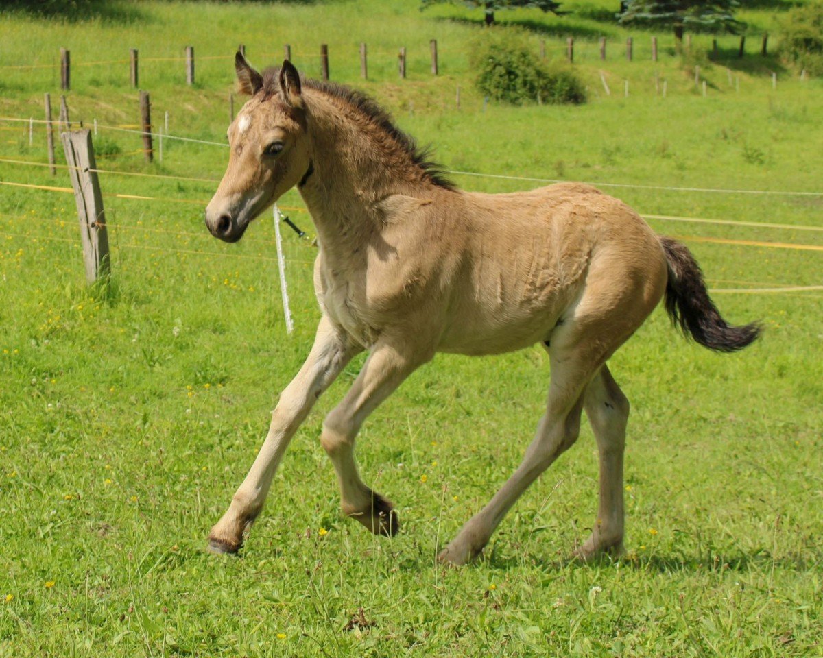 horse Wilberts Sir Ramiro (Welsh-Cob (Sek. D), 2024, from Brimstone Spirit)