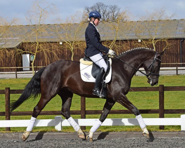 dressage horse Sarotti 68 (Zweibrücken, 2010, from Sancisco)