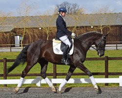 dressage horse Sarotti 68 (Zweibrücken, 2010, from Sancisco)