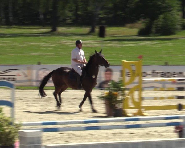 Reitturnier Westergellersen 2024