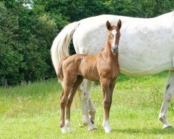 foal by Cute but Psycho AS (Westphalian, 2024, from Colorit)