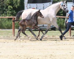 broodmare For Jonna (Holsteiner, 2013, from Corrado I)