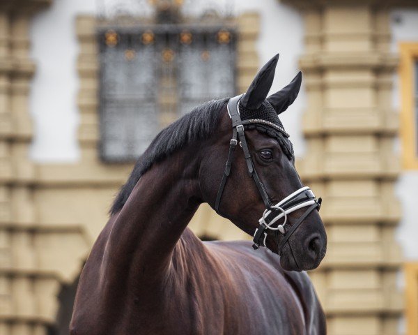 dressage horse Vincenza Negra (Trakehner, 2017, from Schwarzgold)