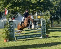 jumper Quick Jumper Ge (German Sport Horse, 2012, from Quick Amour GE)