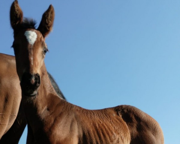 foal by Santianos Diva (Hanoverian, 2024, from Blue Hors Santiano)