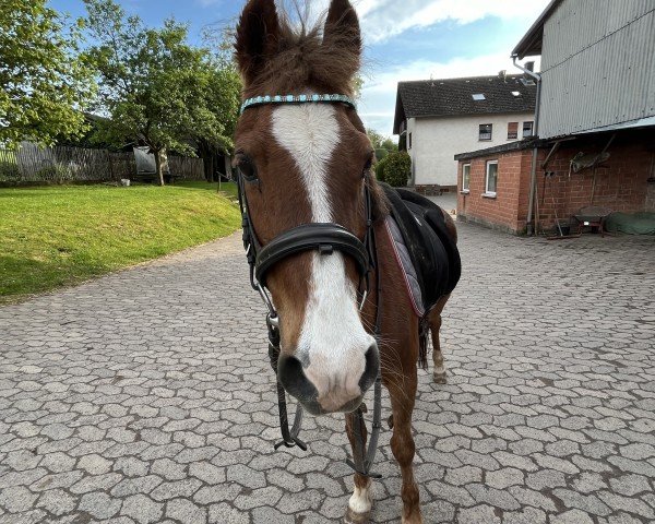 Zuchtstute Maya's Hasanne (Welsh Partbred, 1991, von Vita Nova's Hanassie)