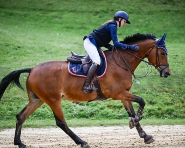 jumper Pearl Blue (KWPN (Royal Dutch Sporthorse), 2009, from Zirocco Blue)