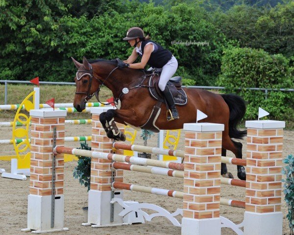 jumper Forestville Db (KWPN (Royal Dutch Sporthorse), 2010, from Cornet Fever)