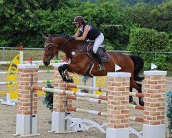 Springpferd Forestville Db (KWPN (Niederländisches Warmblut), 2010, von Cornet Fever)