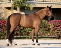 stallion Kannanball (Oldenburg show jumper, 2012, from Kannan)