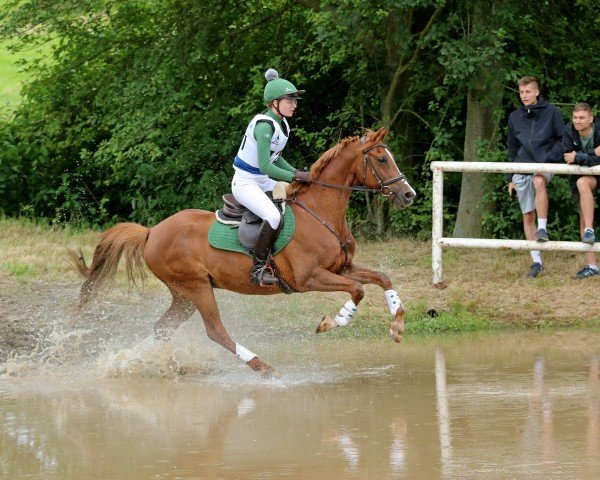 Springpferd Nexus Karneol (Deutsches Reitpony, 2014, von Nadir vom Splitting WE)