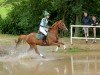 jumper Nexus Karneol (German Riding Pony, 2014, from Nadir vom Splitting WE)