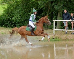 Springpferd Nexus Karneol (Deutsches Reitpony, 2014, von Nadir vom Splitting WE)