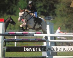 jumper Kasper de Beva (Connemara Pony, 1998, from Banagher Magee)